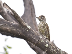 Dryobates spilogaster