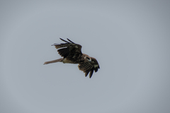 Milvus migrans