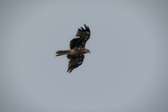 Milvus migrans