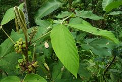 Flemingia macrophylla