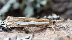 Crambus hamella
