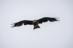 Milvus migrans