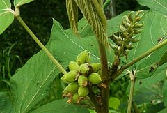 Flemingia macrophylla