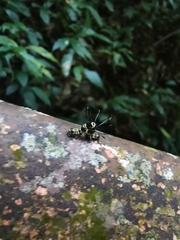 Tinolius eburneigutta