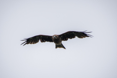 Milvus migrans