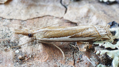 Crambus hamella