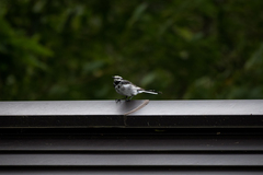 Motacilla alba