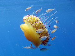 Cotylorhiza tuberculata