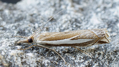 Crambus hamella