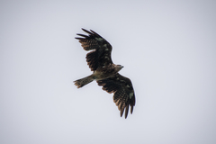 Milvus migrans