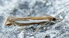 Crambus hamella