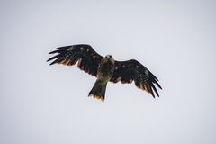 Milvus migrans