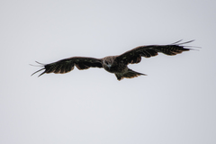 Milvus migrans