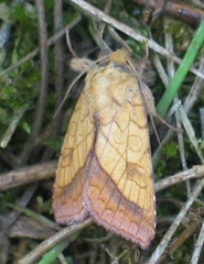 Pyrrhia umbra