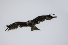 Milvus migrans