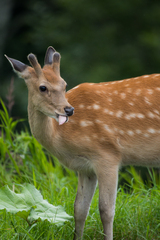 Cervus nippon yesoensis