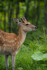 Cervus nippon yesoensis