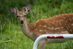 Cervus nippon yesoensis