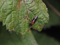 Eutomostethus ephippium