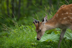 Cervus nippon yesoensis