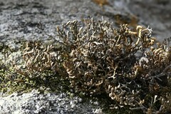 Selaginella sanguinolenta