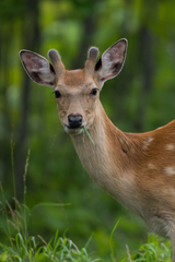 Cervus nippon yesoensis