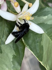 Xylocopa strandi