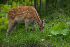 Cervus nippon yesoensis