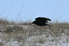 Pyrrhocorax pyrrhocorax