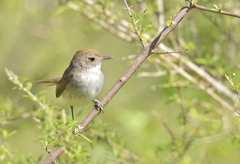 Euscarthmus meloryphus