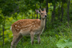 Cervus nippon yesoensis