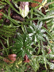 Lysionotus pauciflorus