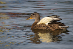 Anas platyrhynchos