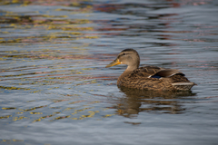 Anas platyrhynchos