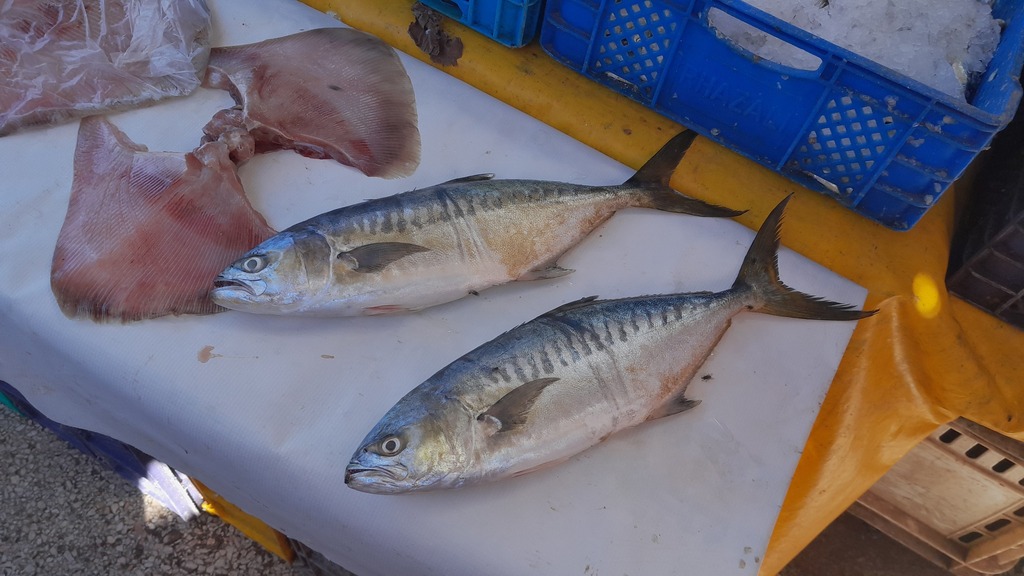 Bigtoothed pompano (Campogramma glaycos) — Carangidae