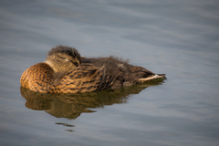 Anas platyrhynchos