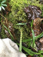 Lysionotus pauciflorus