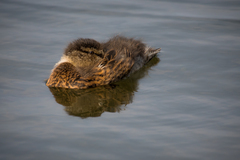 Anas platyrhynchos