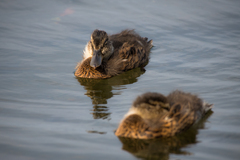 Anas platyrhynchos