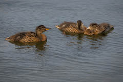 Anas platyrhynchos