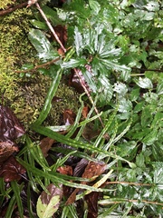 Lysionotus pauciflorus