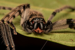 Rhitymna pinangensis