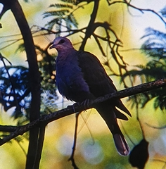Streptopelia semitorquata