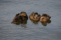 Anas platyrhynchos