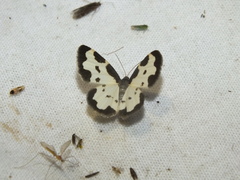 Lomaspilis marginata