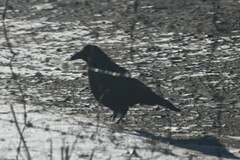 Corvus corone