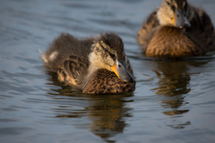 Anas platyrhynchos