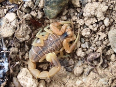 Buthus occitanus