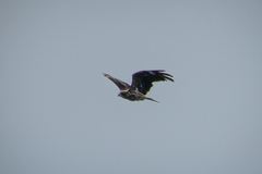 Milvus migrans