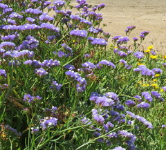 Limonium sinuatum
